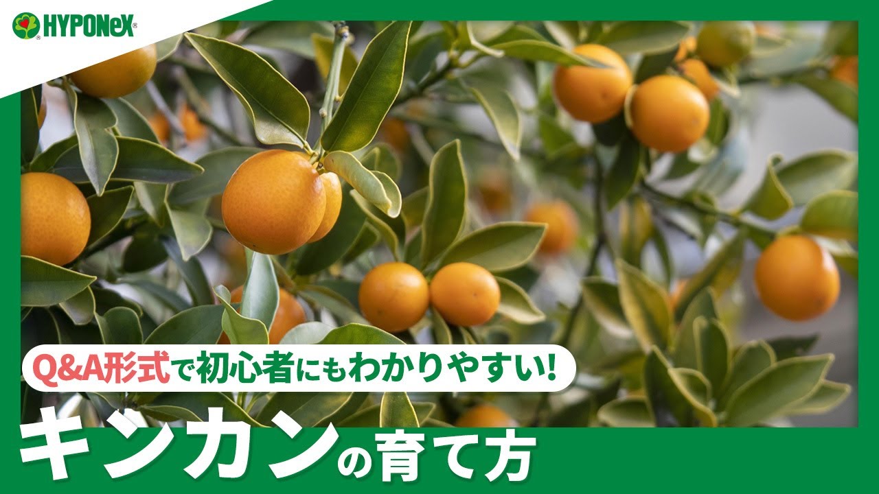 ☘154：キンカンの育て方｜剪定や摘果の方法は？水やりや肥料など日々の管理をご紹介 【PlantiaQ&A】植物の情報、育て方をQ&A形式でご紹介
