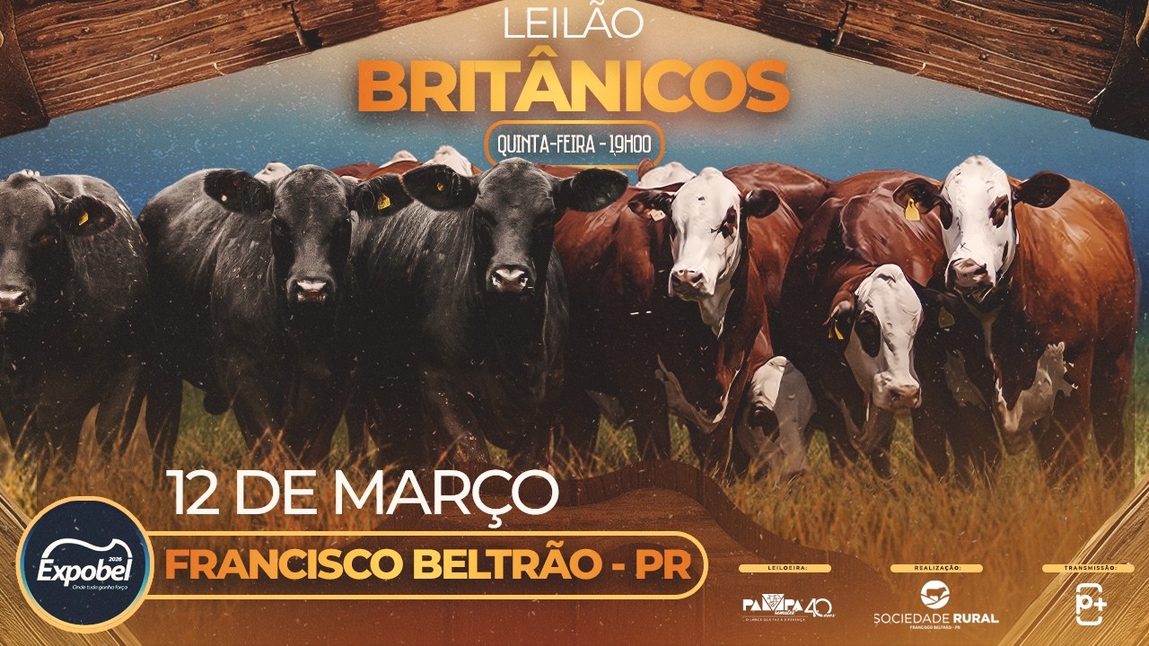 Leilão Britânicos - EXPOBEL, FRANCISCO BELTRÃO/PR - 12/03/2026 19:00h