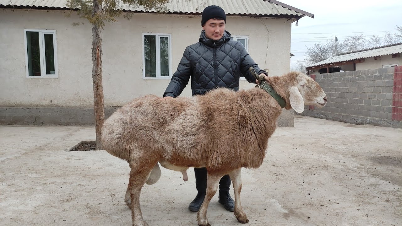 20000$га КОЧКОР сатып алган Алтынбек мырза ж-н Элита АРАШАН койлору