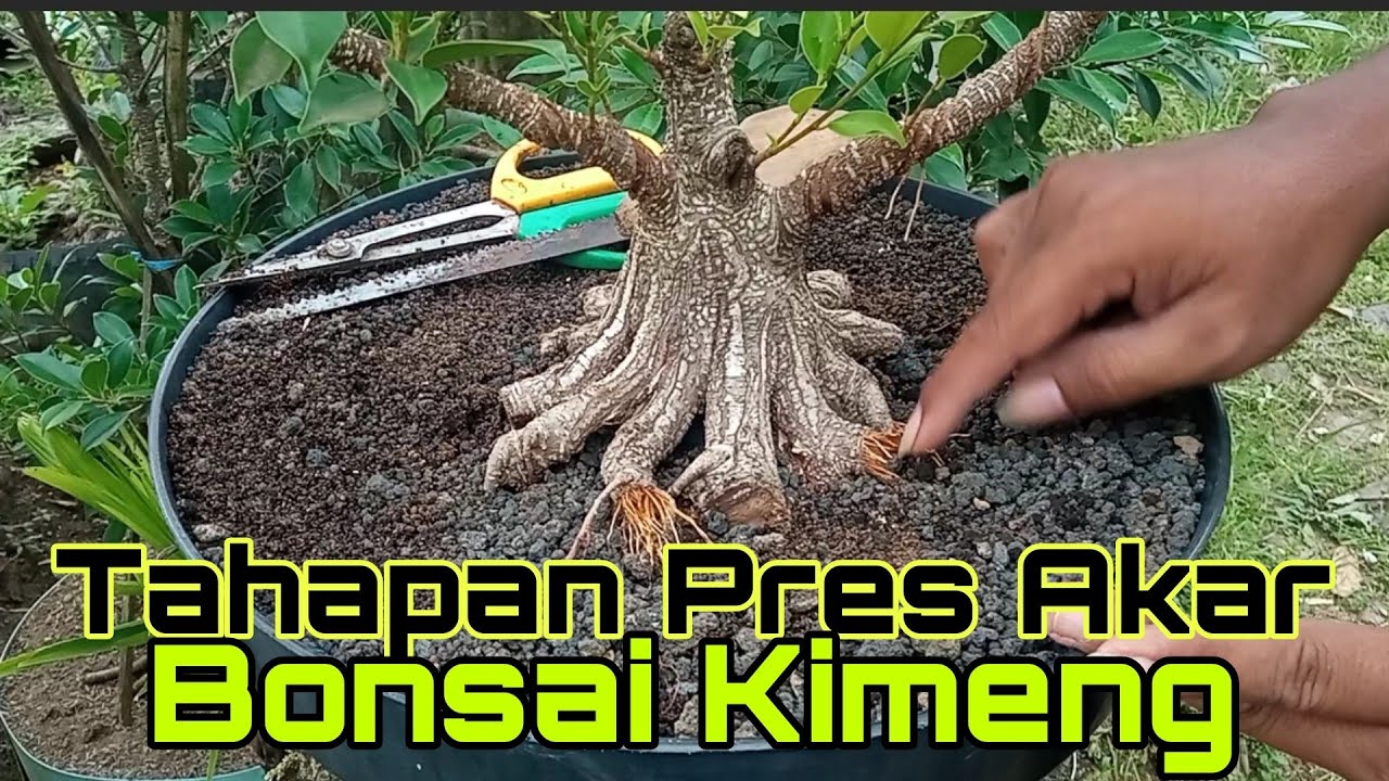 Tahapan Press Akar Bonsai Kimeng