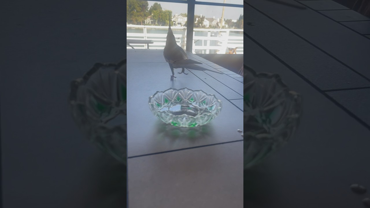 Zooming Out #shorts #bird #life #cute #vlog