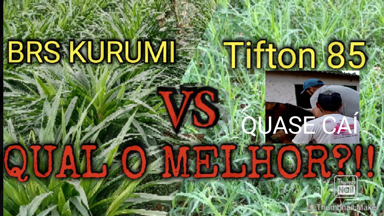 Brs Kurumi Vs Tifton Qual O Melhor? QUASE CAÍ DO CAVALO😱