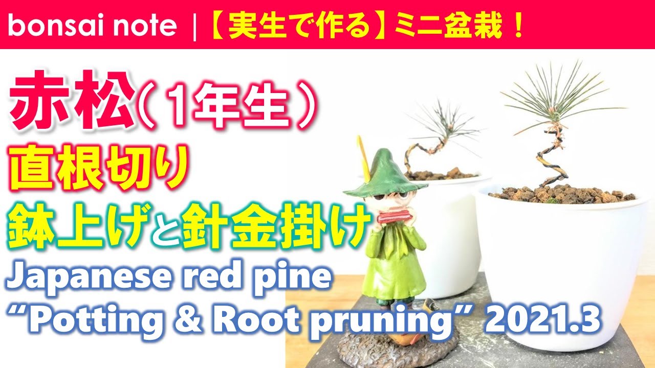 赤松盆栽（1年生）直根切り！鉢上げと針金掛け／2021.3｜Japanese red pine “Taproot cutting”／bonsai