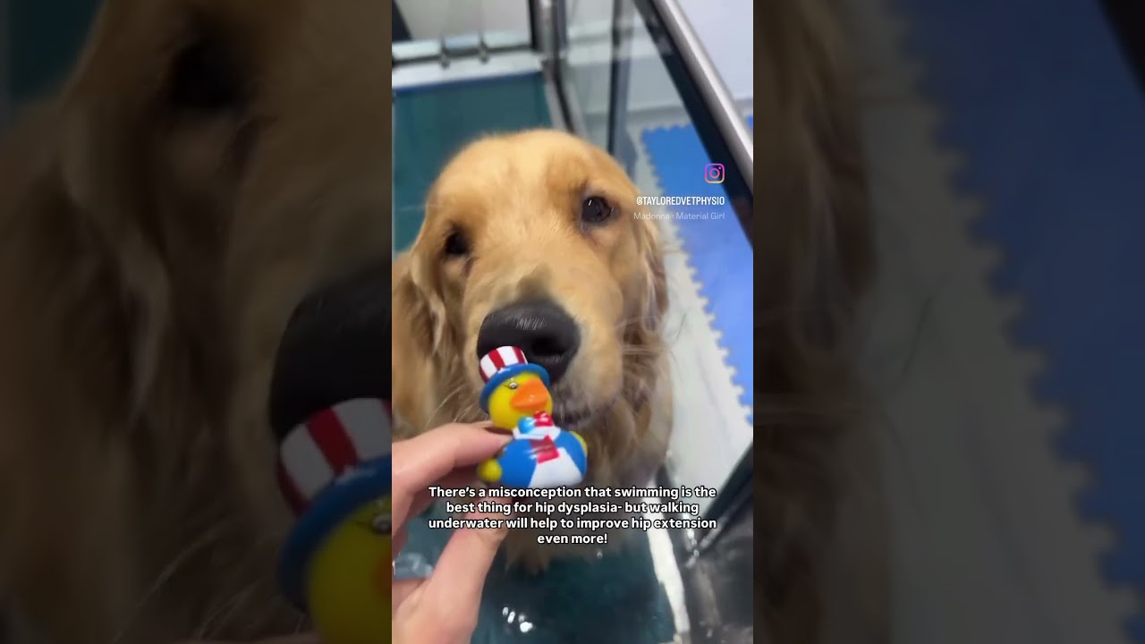Hydrotherapy day for adorable golden retriever 😍 #shorts #vetphysio #dog #goldenretriever #doggo