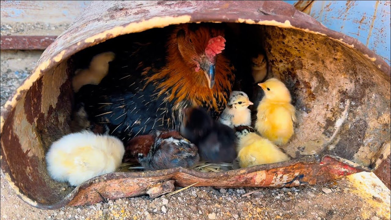الدجاجه الي عند البرج فرخت 🐣🐣🐣🐣😅👍