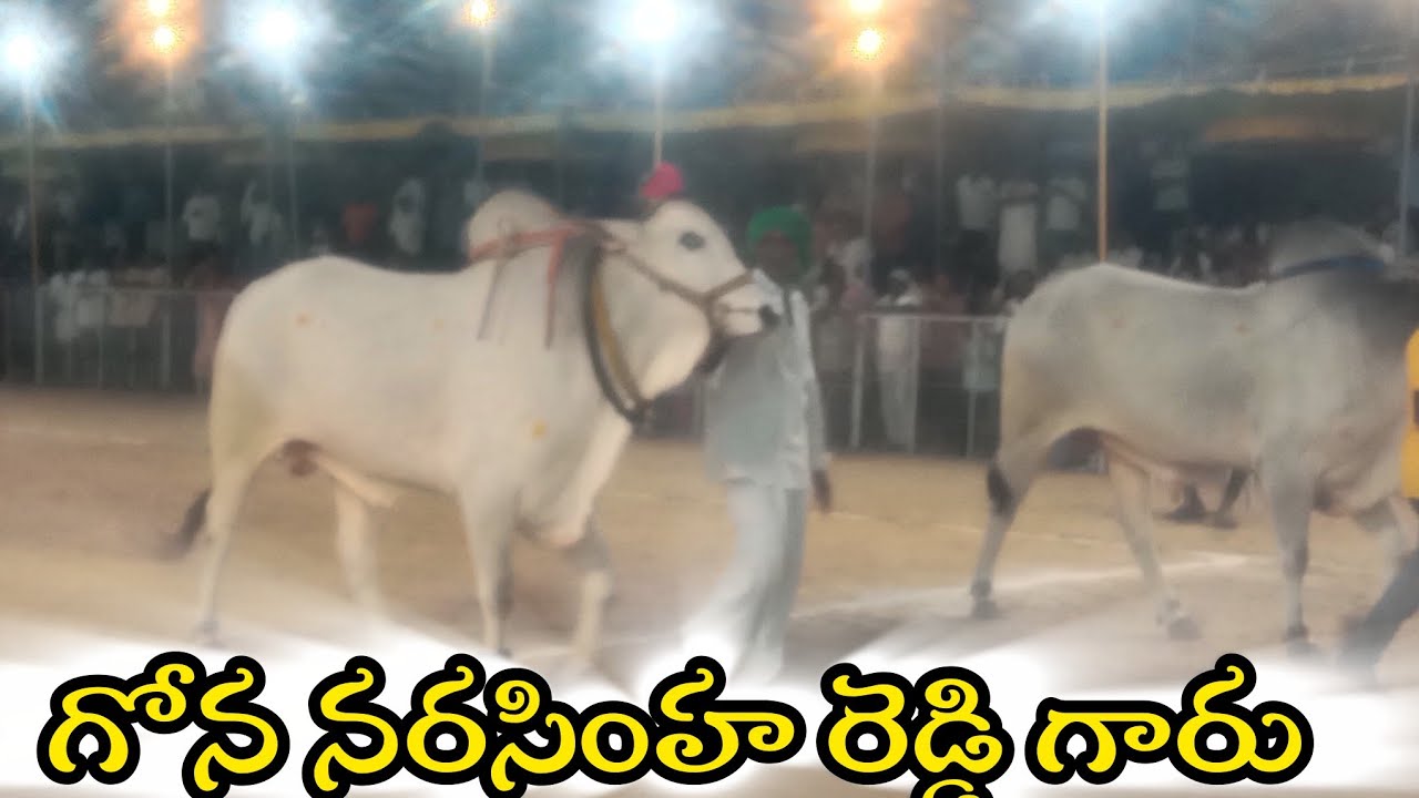 చిలకలూరిపేట. న్యూ కేటగిరి 4వ గోన నరసింహారెడ్డి గారు  కోట కందుకూరు నంద్యాల జిల్లా