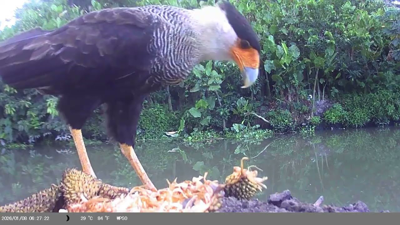 Voltamos  para deixar a câmera na trilha do Tejuaçu,e olha o que a câmera filmou!