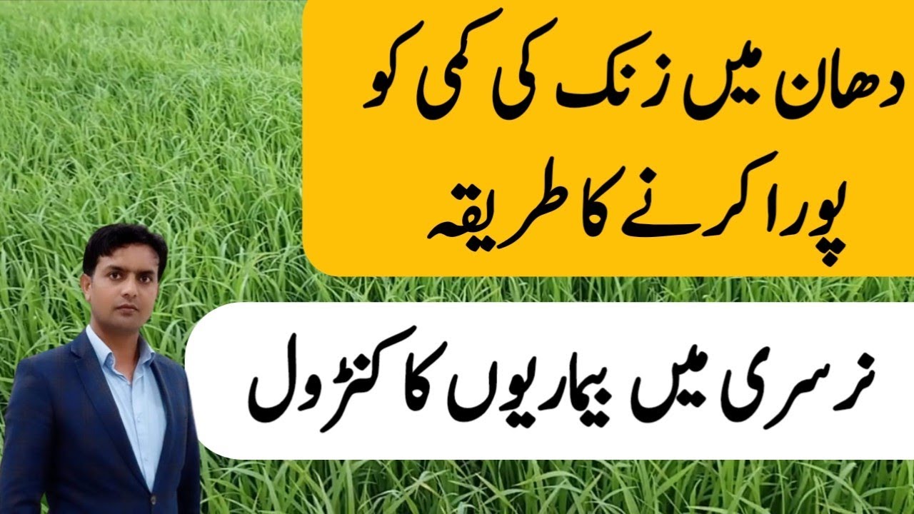 How to control zinc deficiency and Diseases in Rice crop | Plant Clinics | TrichoShield | Dr. Jamil