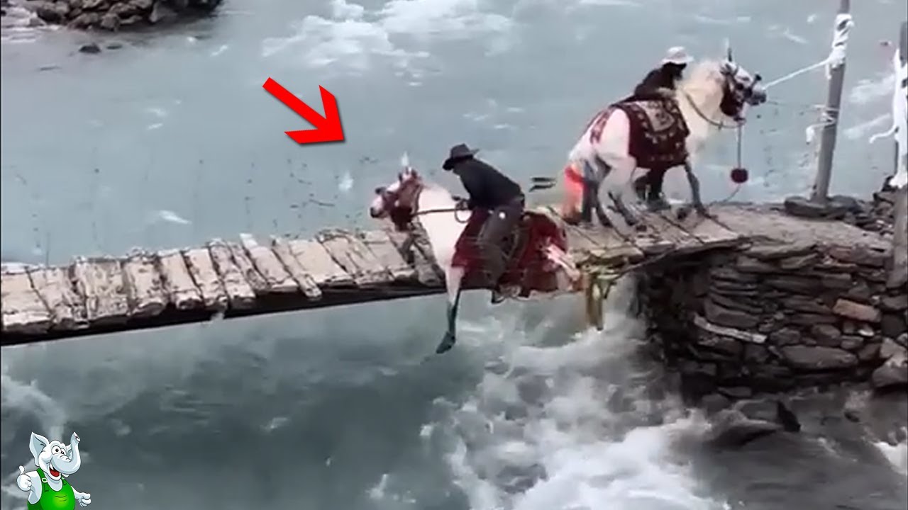 Безумные Случаи с Животными, Случайно Снятые на Камеру