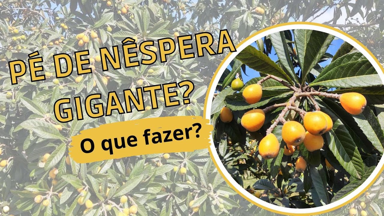 Pé de NÊSPERA Gigante? O que Fazer??
