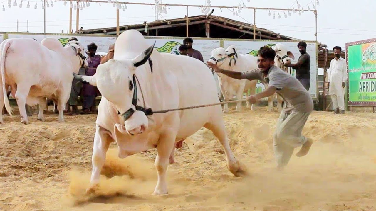 HEAVIEST BULLS COLLECTION 2019 || BIG DESI CHOLISTANI BRAHMAN ABLAL BULLS