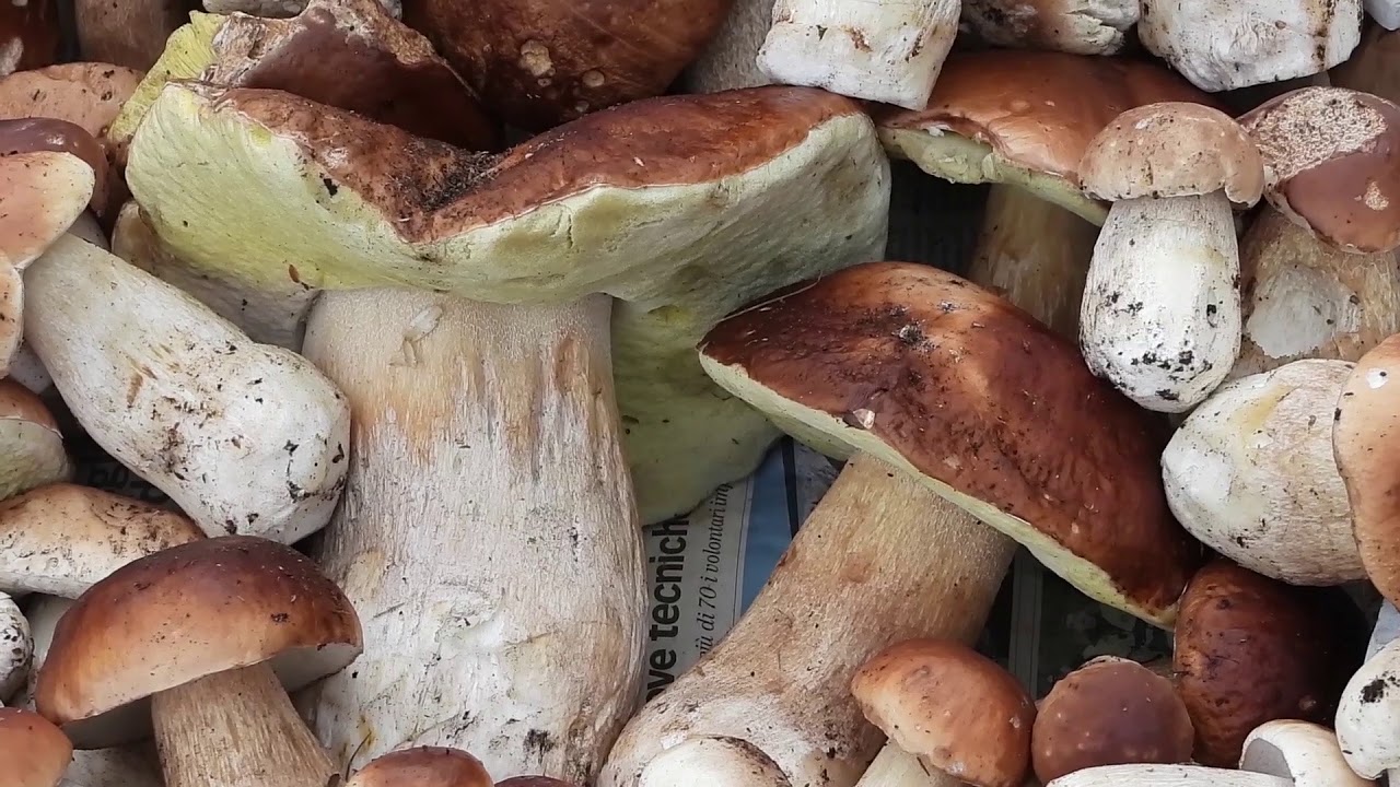 Il fascino del porcino