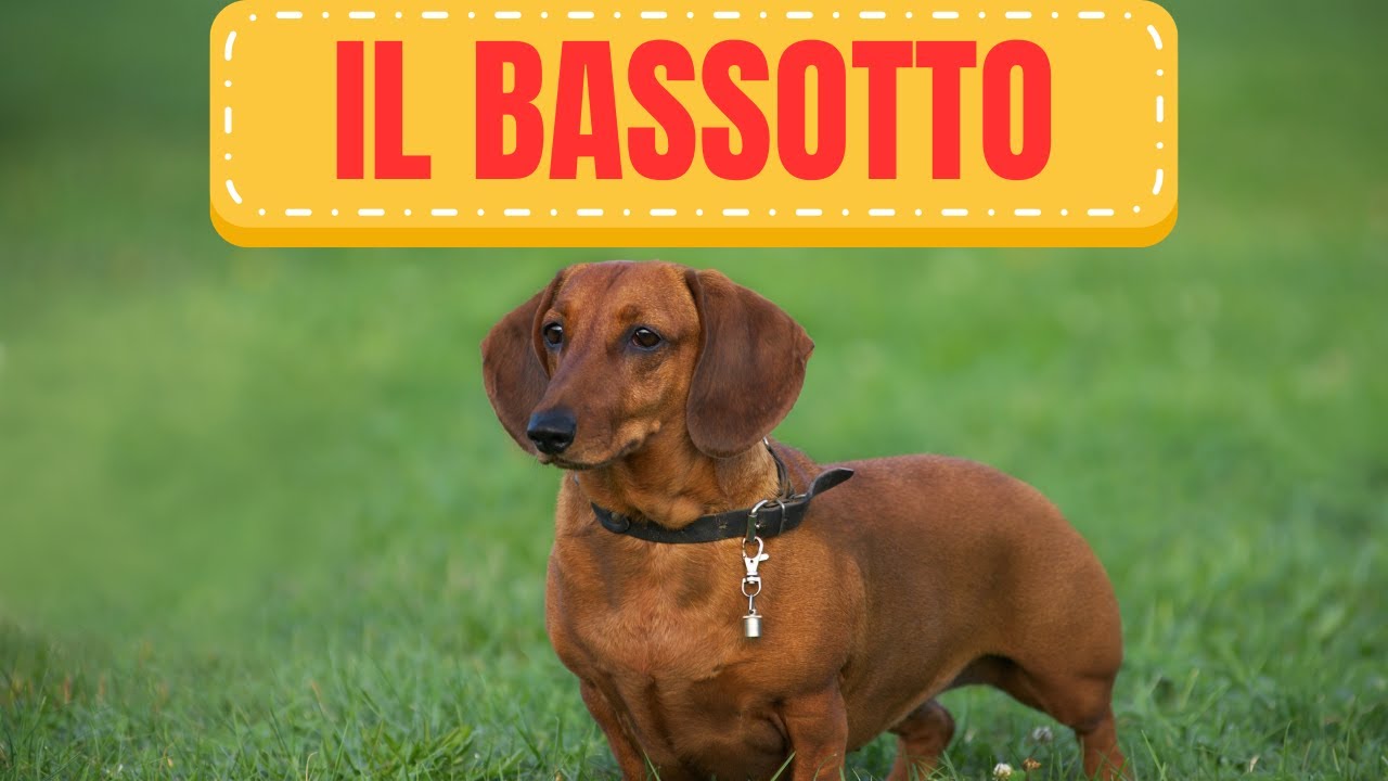 Il Bassotto: Esploriamo il Mondo Affascinante di questa Razza Unica! 🐾