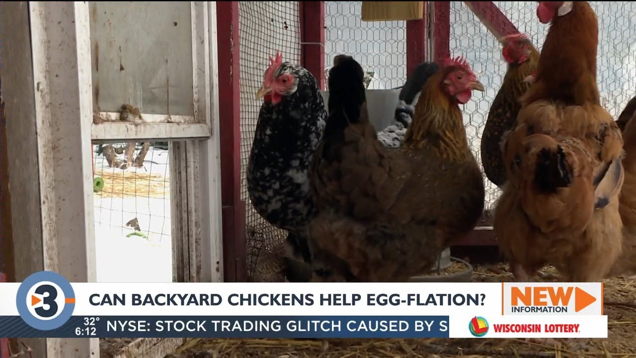 Can backyard chickens help with rising egg prices?