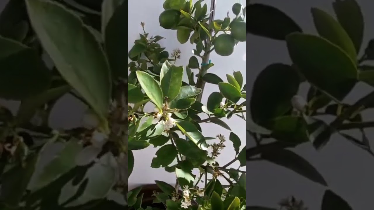 #lime#trees#westcoast#southafrica