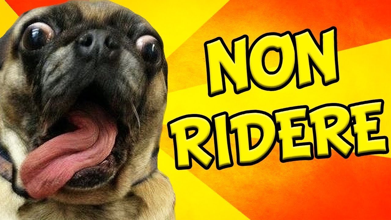 Funny Animals - Animali😹Cani & Gatti 🐶 divertenti - Prova a non ridere :)