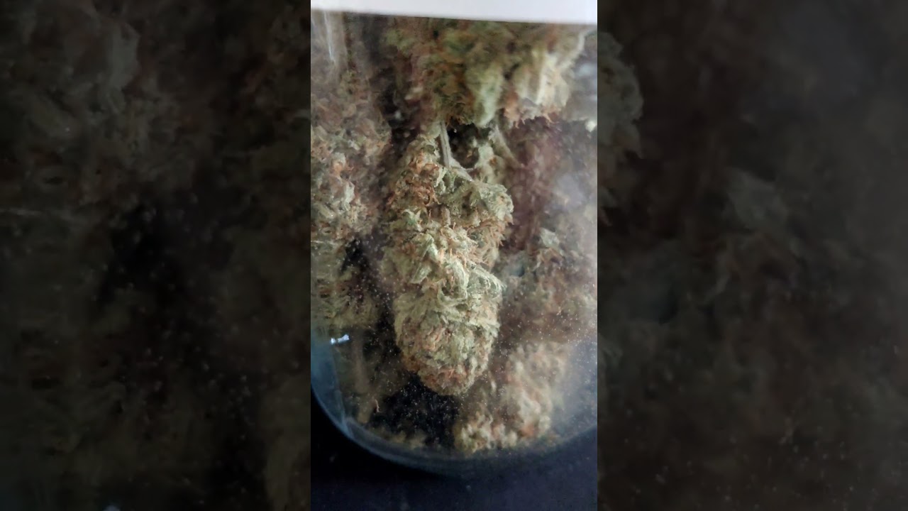 EXPERT SEEDS SWEET ZOMBIE HARVEST (LABEL MIX UP SORRY)