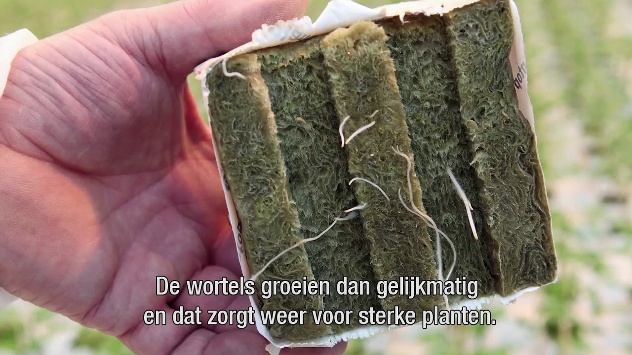 Arc'At Plants - Frankrijk