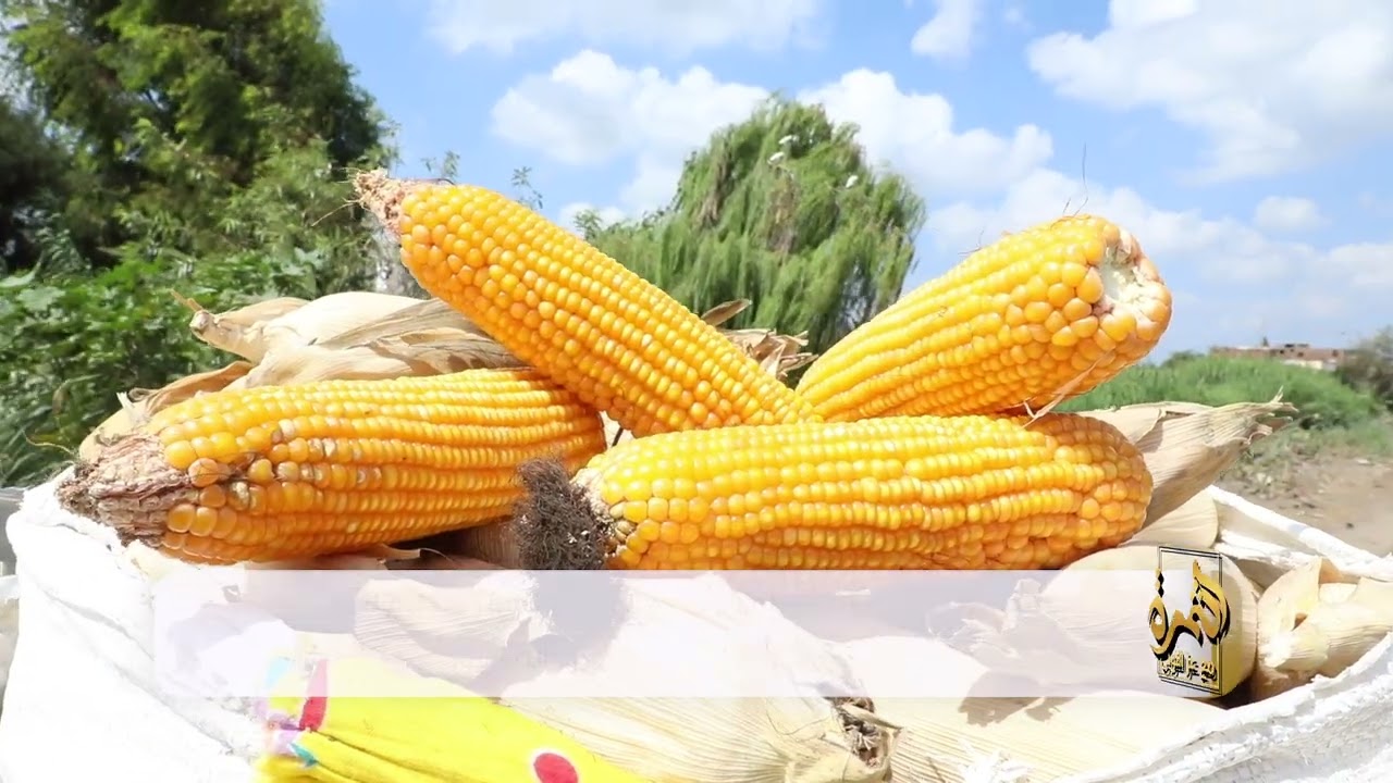 أفضل تقاوي الذرة لزيادة الإنتاج | دليل اختيار تقاوي الذرة للمزارعين 🌽