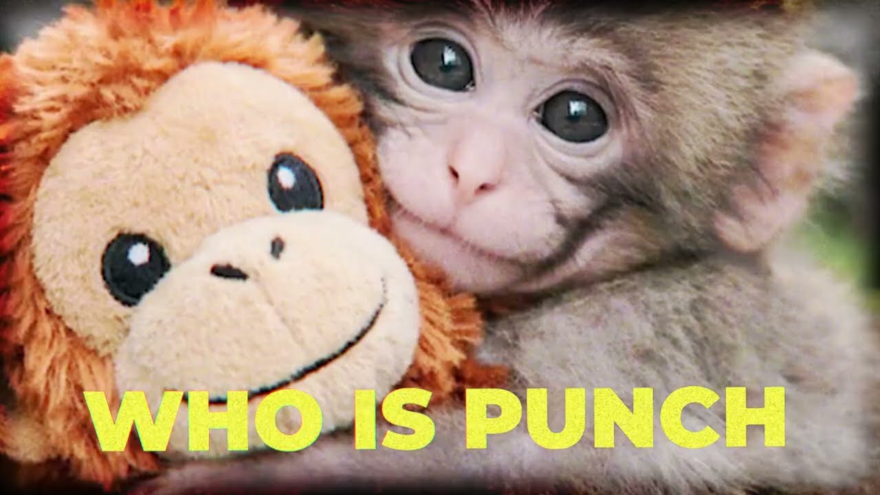 The story of PUNCH monkey