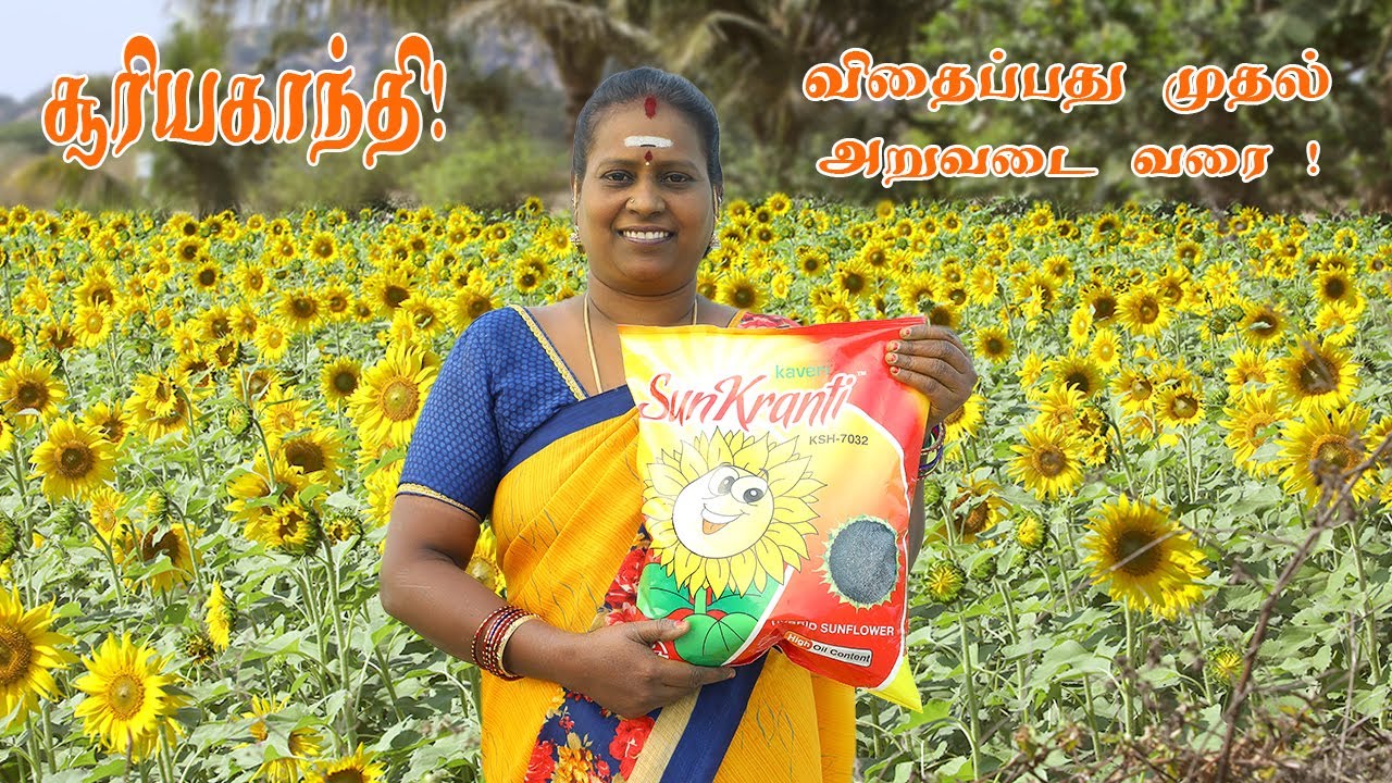 சூரியகாந்தி விதைப்பதுமுதல் அறுவடை வரை | Sunflower from sowing to harvesting
