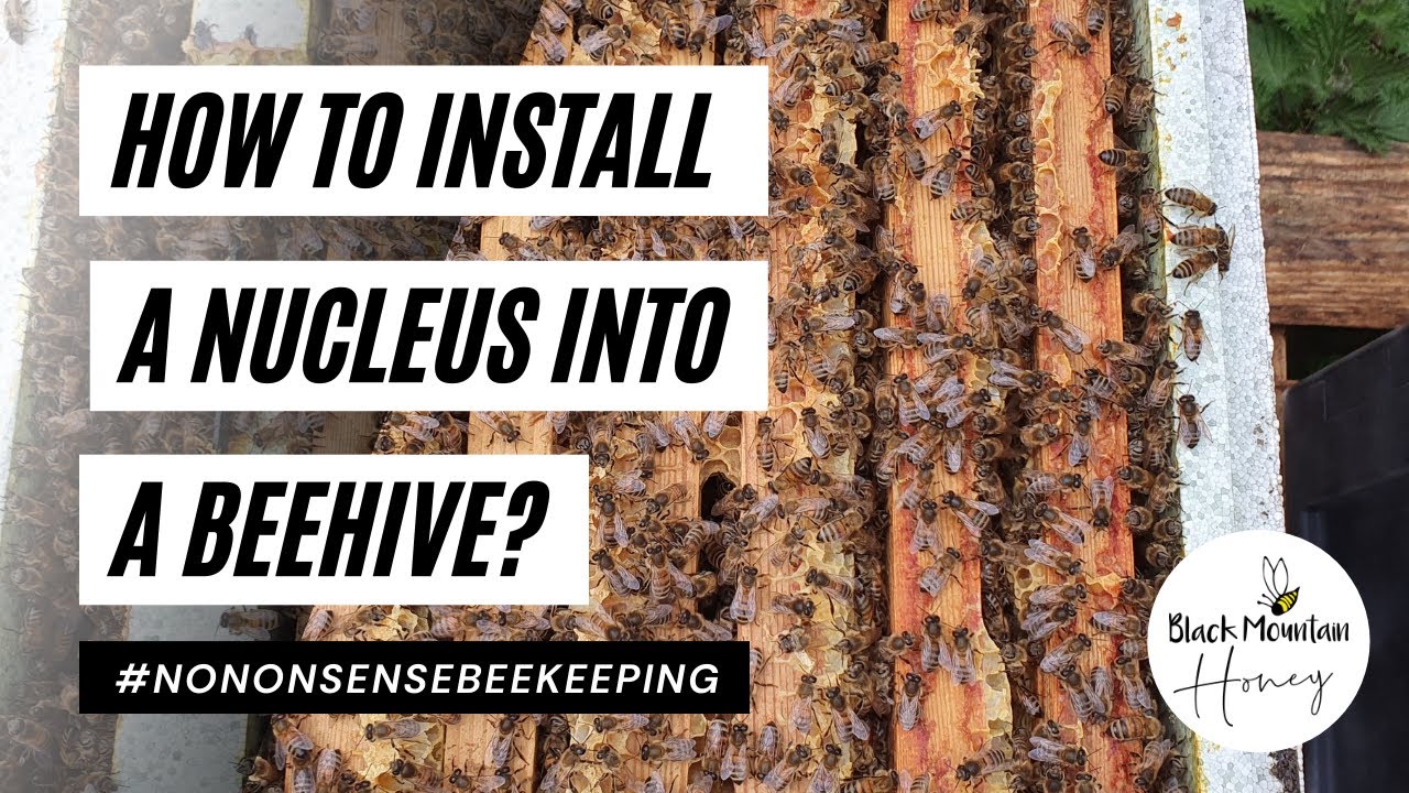 How to Install a Nucleus into a Hive for Beginners