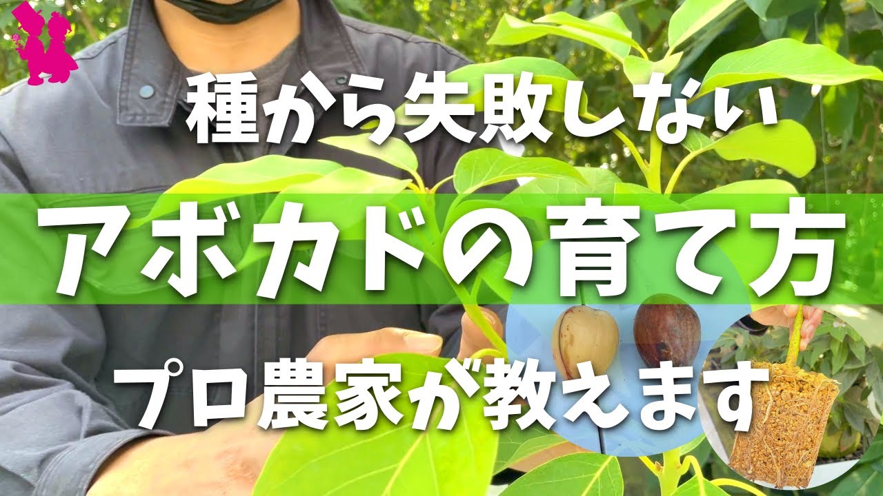 【目からウロコ】アボカドの種からの育て方！プロ農家はこう育てる！