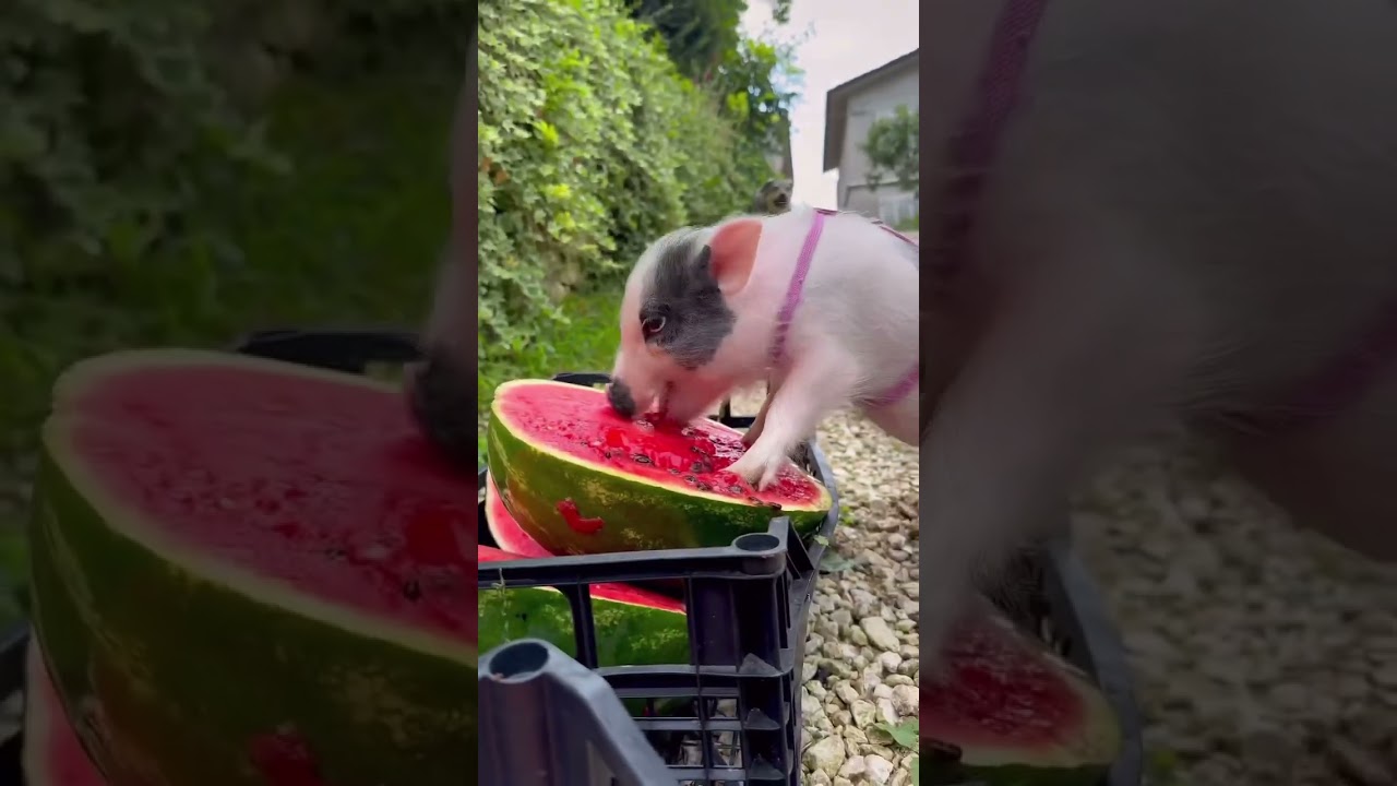 Il sogno di Maky 🐷😅🍉 #minipig #maialino #animals #funny #pets #anguria #watermelon