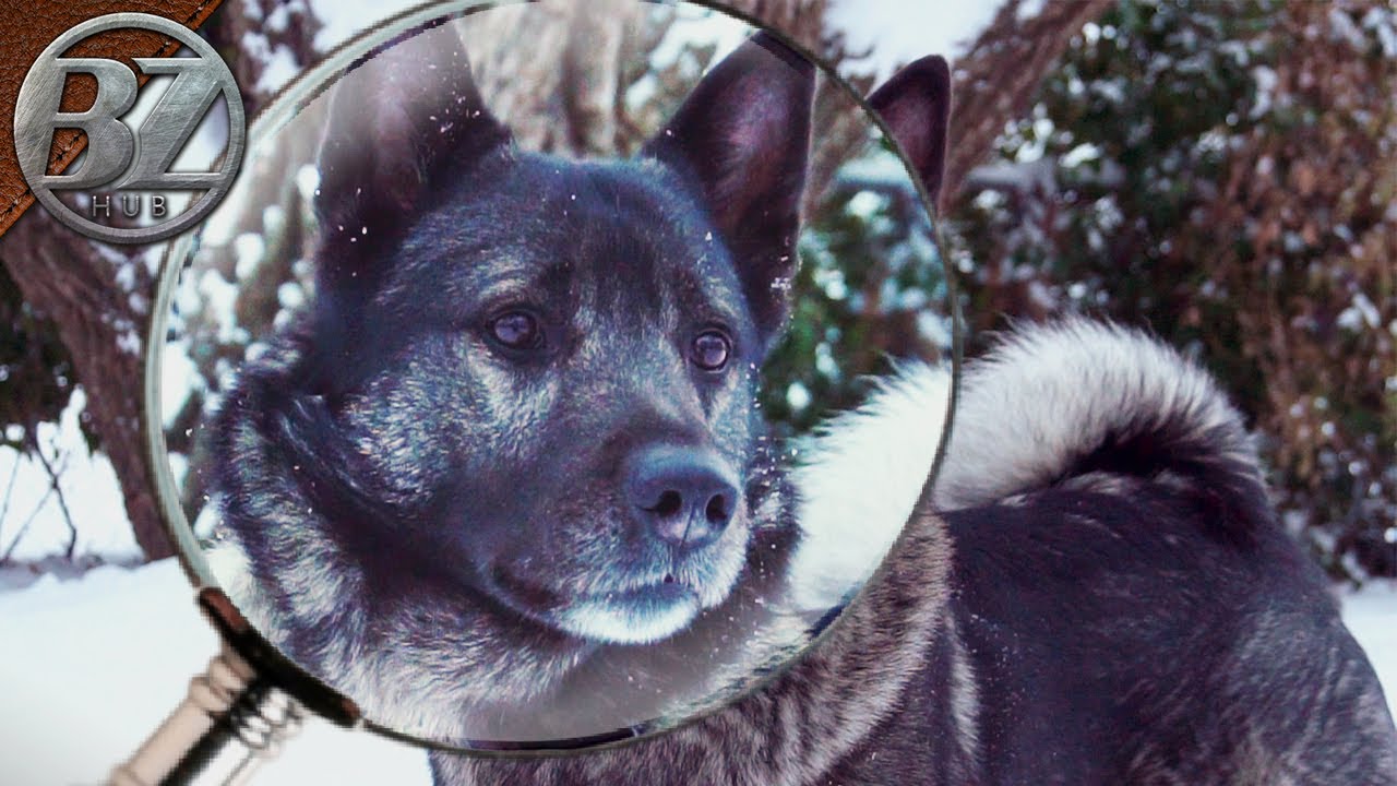 CLOSER LOOK: The Norwegian Elkhound (my good boy 'King Bjørnson)