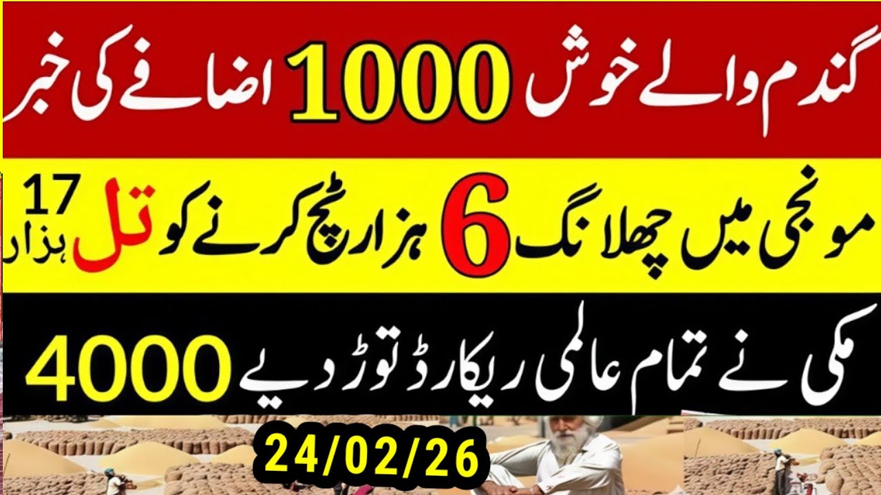 Today Wheat price in punjab/گندم کا ریٹ 2025/munji makki till sarso/Galla mandi rates today #punjab