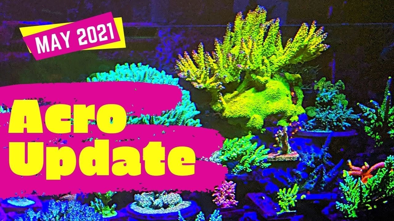 Better Acropora Coloration in the Acropora Dominant Reef Tank
