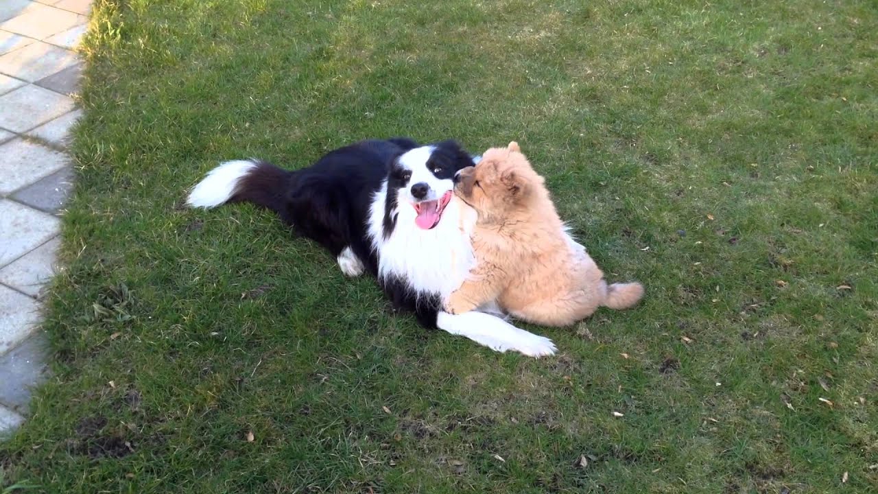 Samson p&aring; bes&oslash;g hos Izzy d 19 03 2015