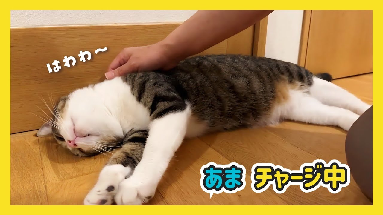 🔴【にこりら】チームあぶデカ仲良しライブ😽