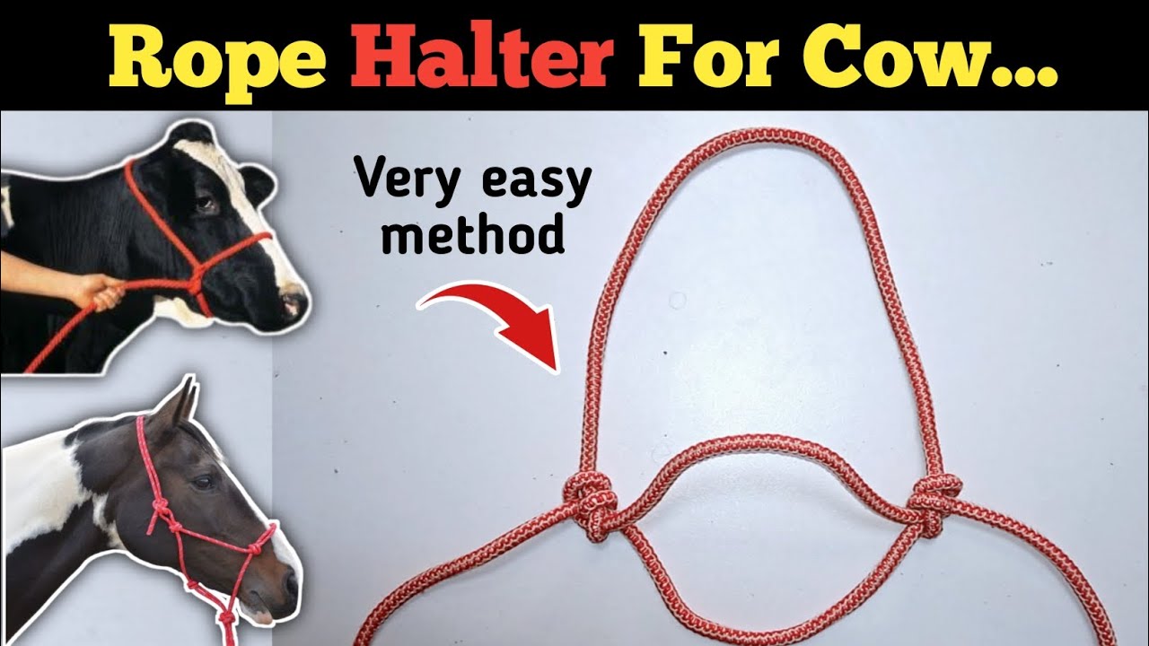 DIY Rope Halter for Cattle (and Why You Should Make One)mohri design.