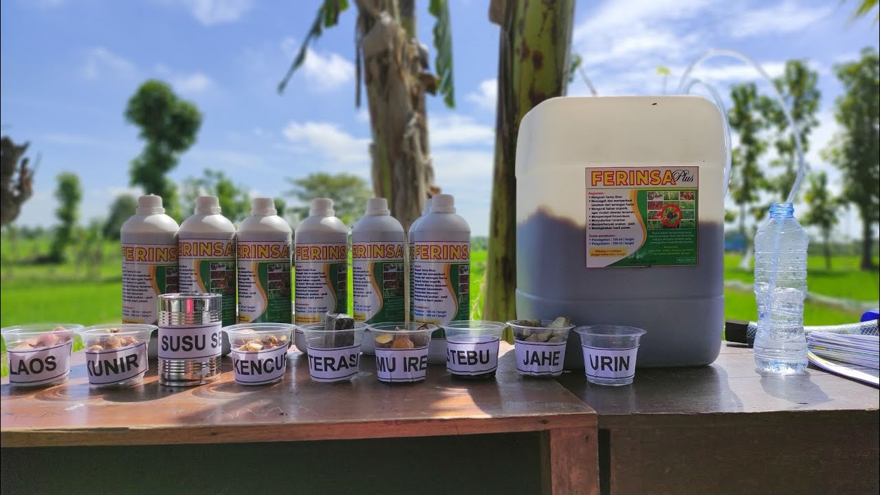 PEMBUATAN FERINSA PLUS || Fermentasi Urine Sapi Plus