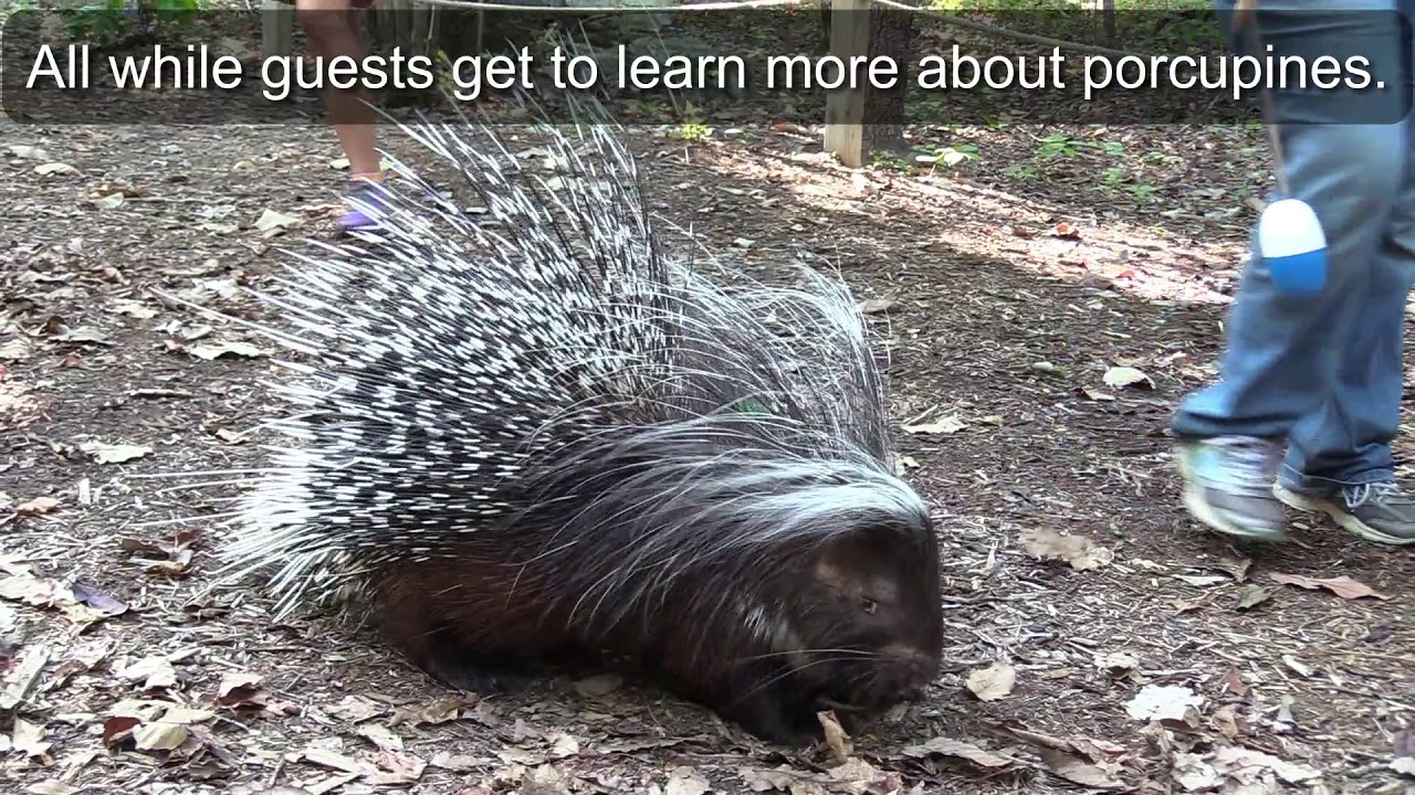Cape Porcupine Target Training