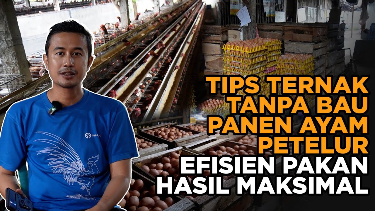 Ternak Ayam Petelur Populasi Besar Tanpa Bau! Kandang Bersih, Panen Optimal!