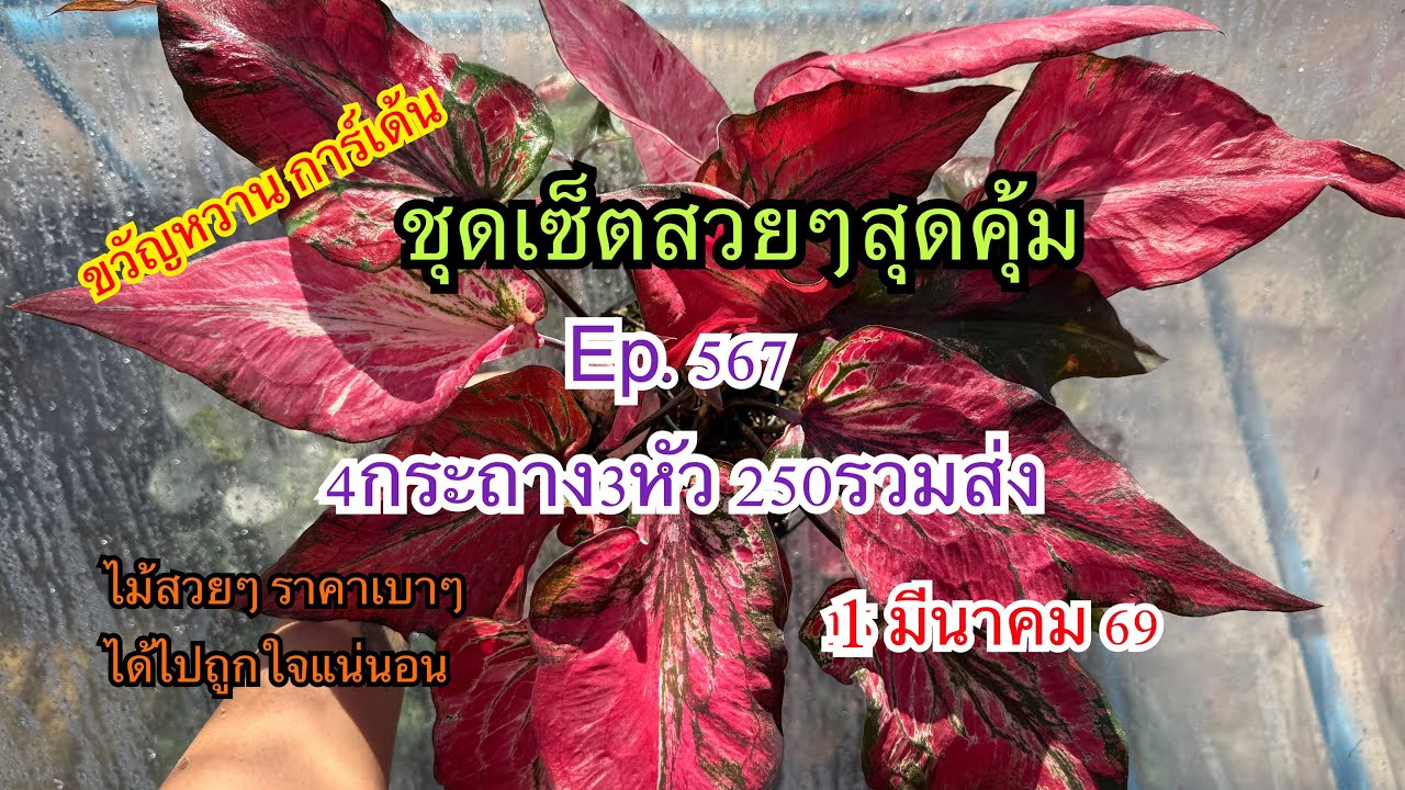 🌺🌼โปรชุดเซ็ตสวยๆสุดคุ้มEp.567🌺🌼 1 มีนาคม 2569☎️094-5323653 #บอนสี  #บอนสีขวัญหวานการ์เด้น