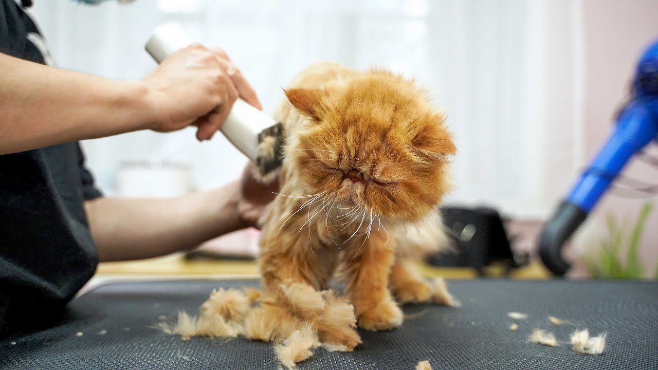 💖給加菲貓剃毛，這有一點瘋狂💖 ‖ How To Groom a Cat ‖ pet groomer ‖ 寵物美容