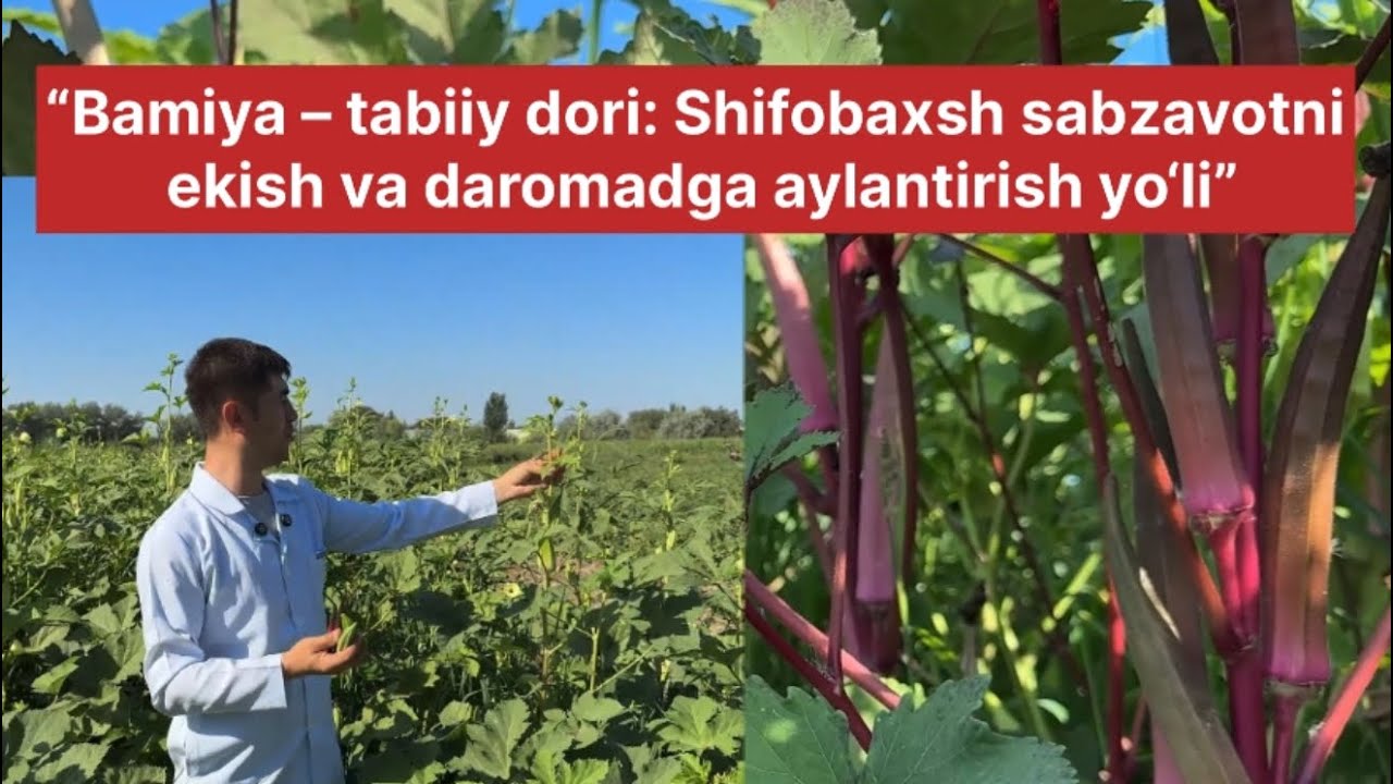 “Bamiya – tabiiy dori: Shifobaxsh sabzavotni ekish va daromadga aylantirish yo‘li” 