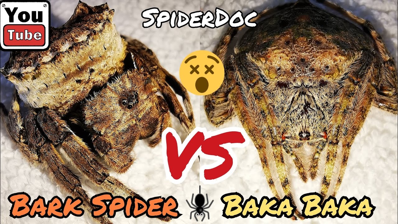 BARK Spider VS Baka-Baka! Subscribers MOST REQUESTED Spider Fight! Laban ng Matitigas na Gagamba.