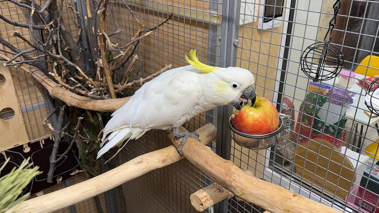 Richie eats an apple 