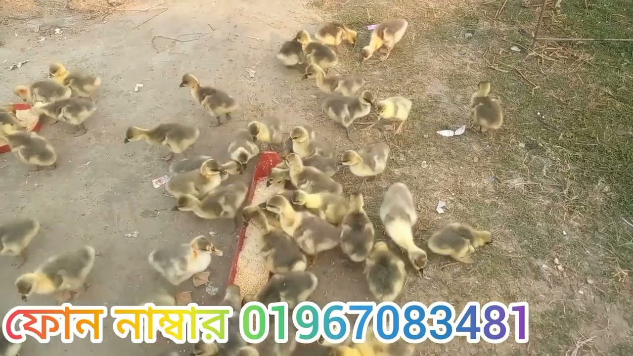 এক সপ্তাহ বয়সী রাজ হাঁস বাচ্চা