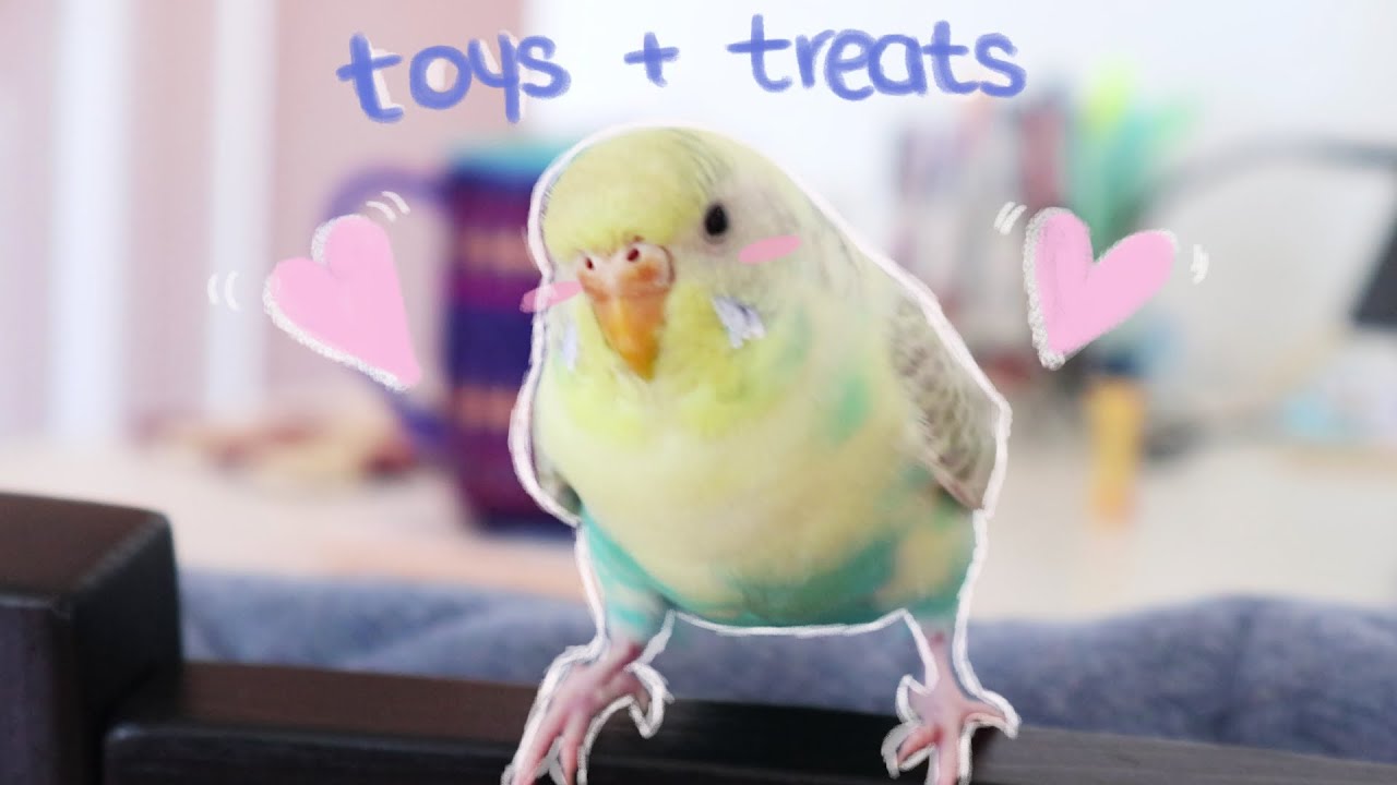 Budgie Toys and Treats Unboxing | 🎁 Amazon Haul 🐤