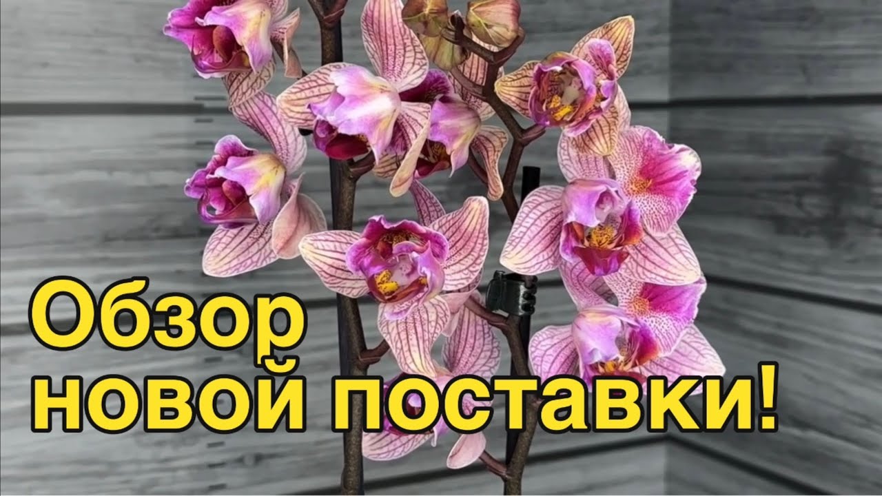 Цветение бабочек | Голландские орхидеи | Обзор