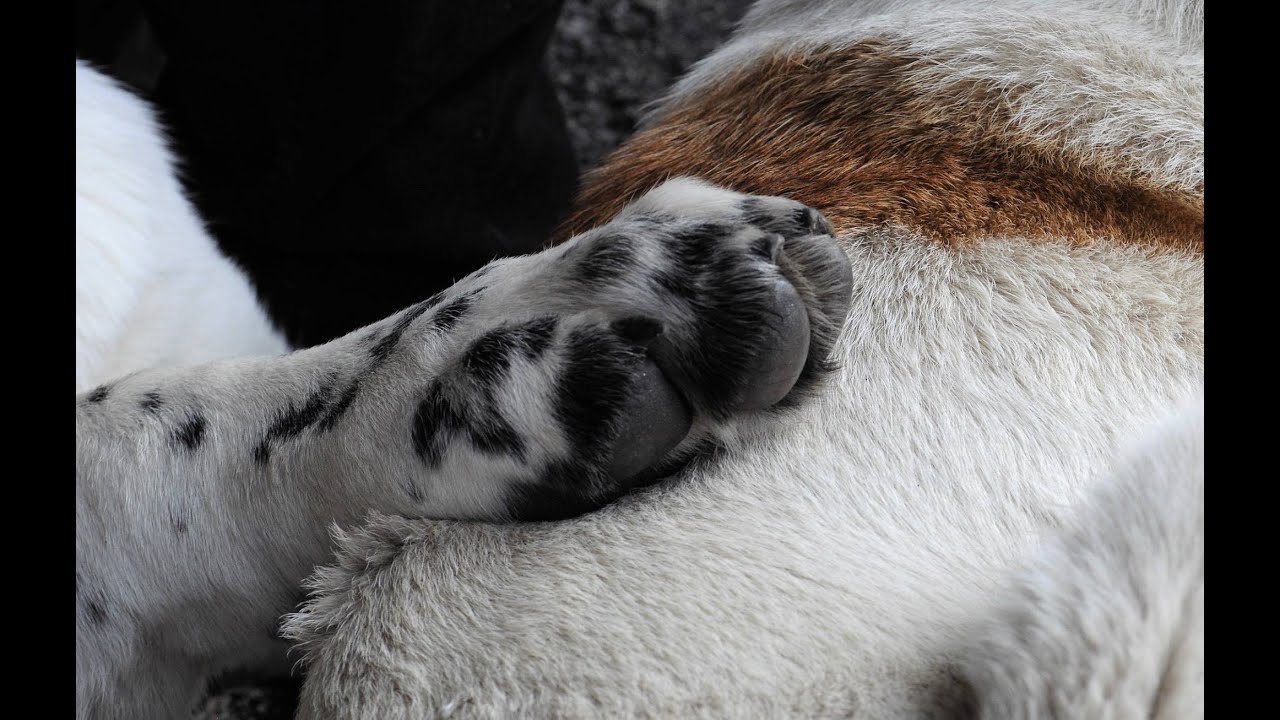 11a Monográfica Cão de Gado Transmontano