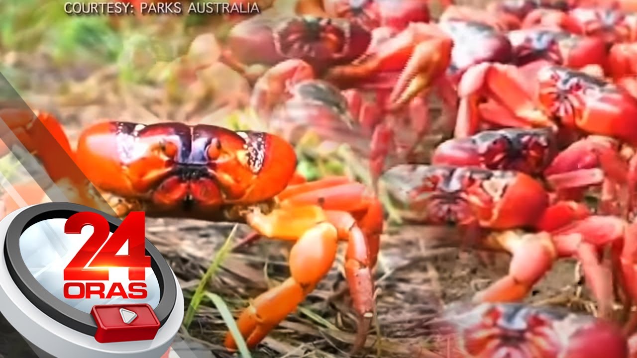 #KuyaKimAnoNa?: Alimango, mas matigas ang shell at mas makapal... | 24 Oras