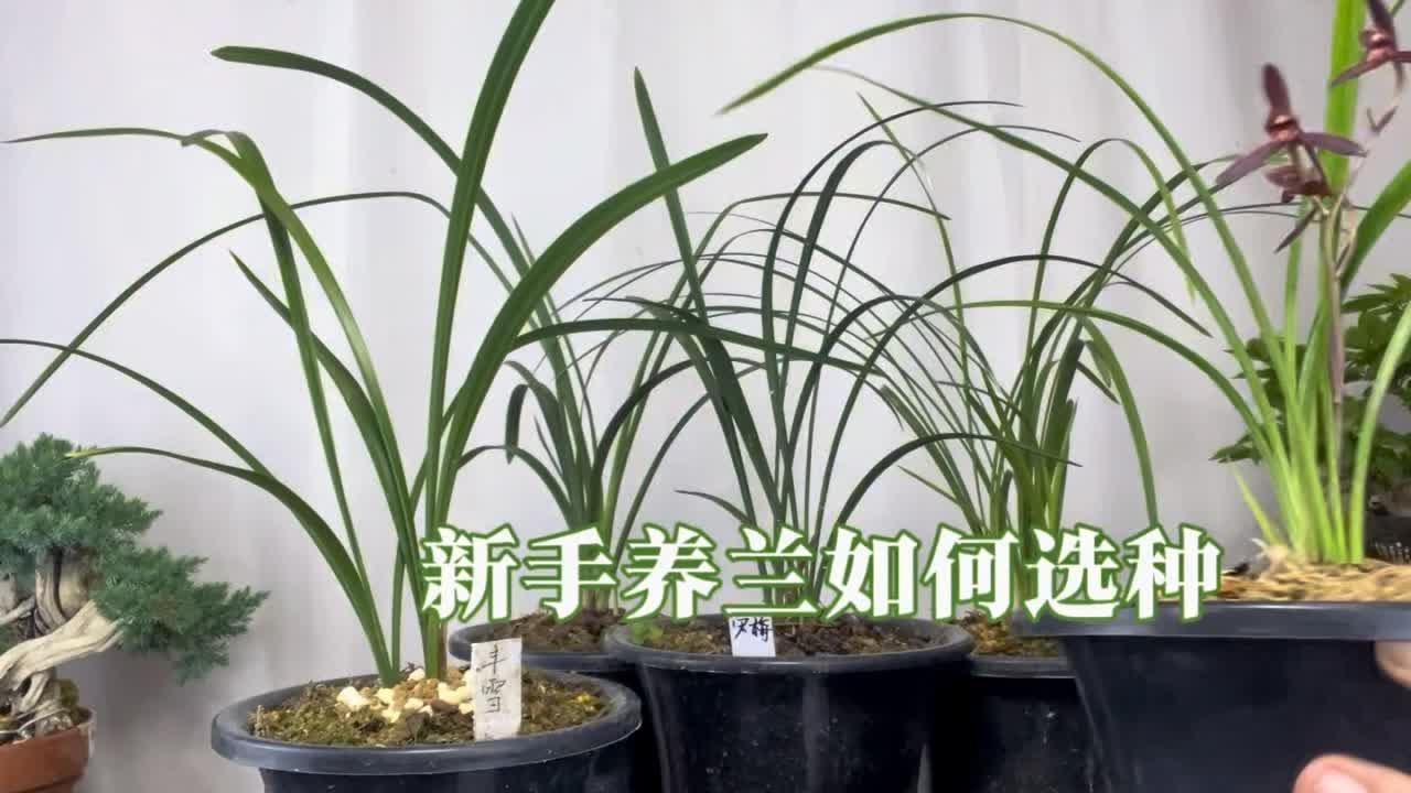 新手想把兰花养好第一步，如何选种？简单实用！赶紧看看。 园艺师教你，新手第一盆兰花应该养什么兰花。#养兰小知识 #种兰花方法 #新手养兰必看 #兰花 #国兰