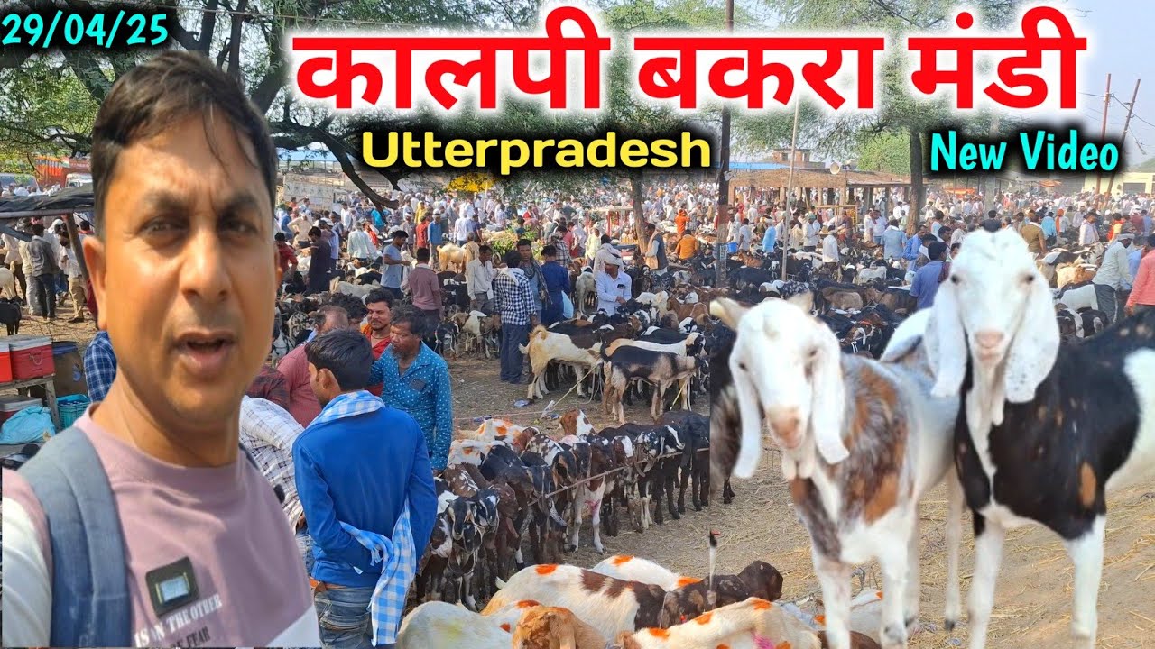 कालपी बकरा मंडी |29/04/25 |Kalpi Bakra Mandi |Kalpi Bakra Mandi New Video |Bakra eid 2025
