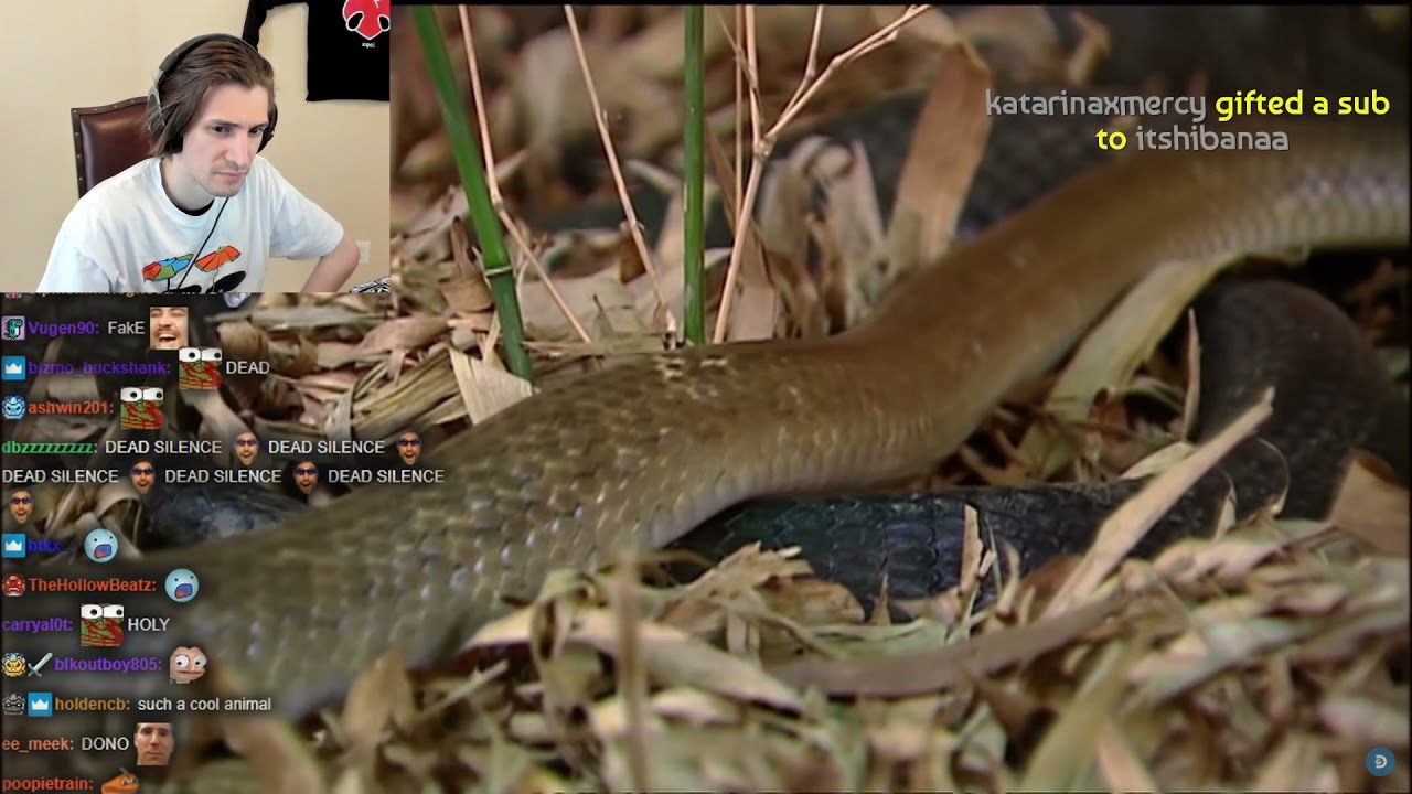 xQc Reacts To Longest Snake On Earth Eats A Deer Whole!